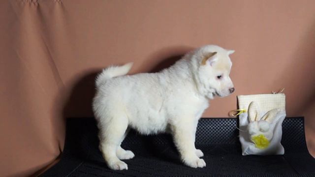 белая девочка шибы 45дней смотреть онлайн