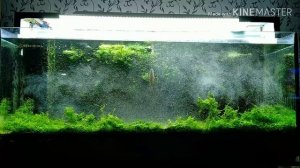 Борьба с сине зелеными водорослями в аквариуме при помощи  эритромицина/Fighting blue-green algae i