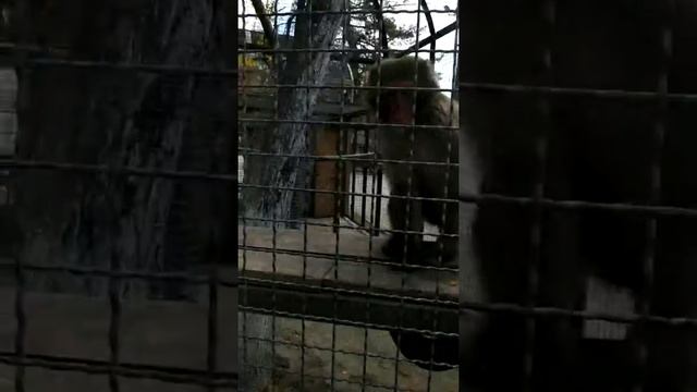 У японского магота сушняк смотреть онлайн