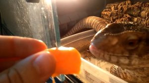 Капский варан питается лучше меня!..