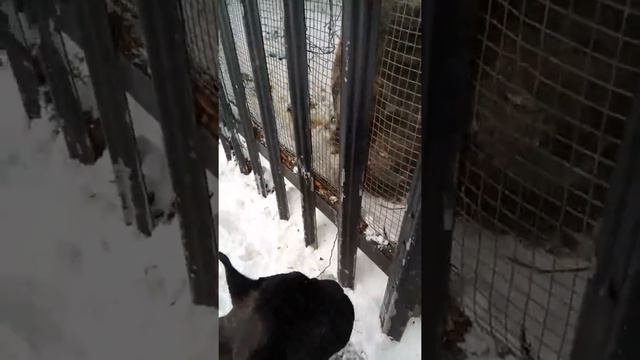 Собачий лай смотреть онлайн