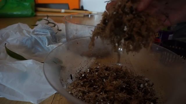 Пересадка орхидеи бульбофиллум амброзия смотреть онлайн