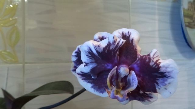 Фаленопсис Ву-Ду смотреть онлайн