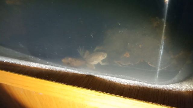 Карликовая лягушка прячется. The african dwarf frog is hiding. смотреть онлайн