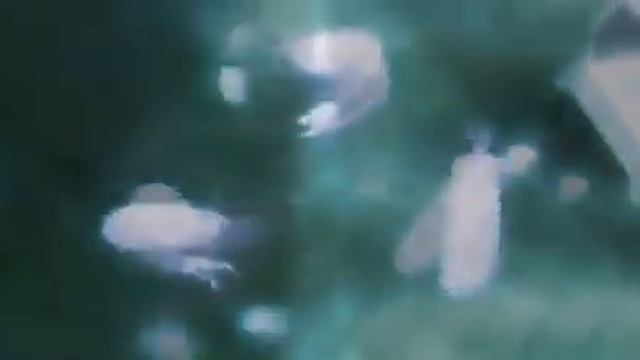 Дикие креветки￼￼ смотреть онлайн