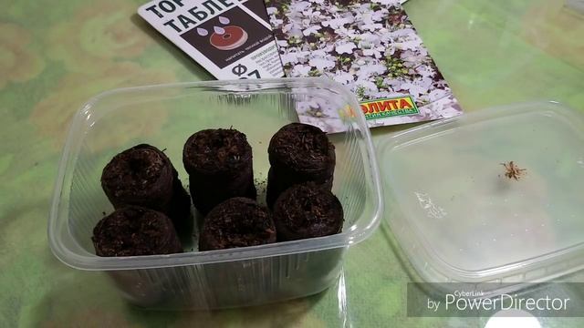 Лобелия из семян. Посев. Всходы. Уход за сеянцами. смотреть онлайн