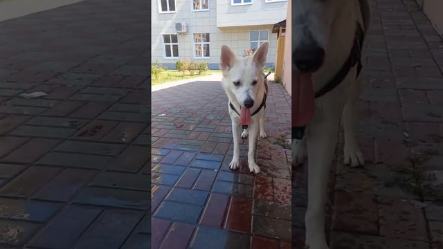 так не умеет пить не одна собака? собака или чубака?#любимцы #dog смотреть онлайн