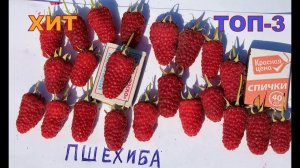 Малина Пшехиба. Крупноплодность, товарность, красота. Новый сорт хит популярности.