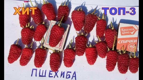 Малина Пшехиба. Крупноплодность, товарность, красота. Новый сорт хит популярности.