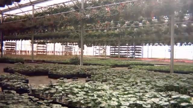 One month in a geranium patch смотреть онлайн