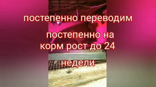 цыплята кучинской юбилейной. как вырастить куриц. куры несушки смотреть онлайн