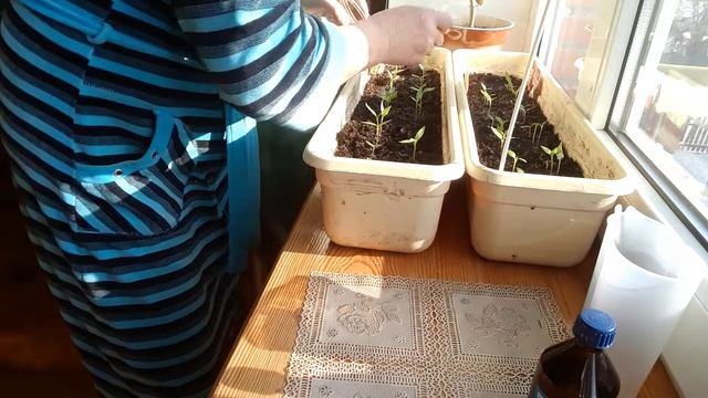 ПЕРВАЯ подкормка перца смотреть онлайн