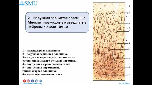 Гистология ЦНС