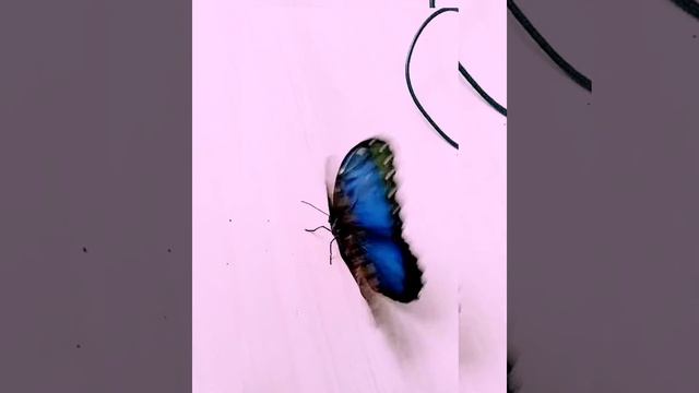 Бабочка голубой Морфо от Магазина бабочек. Ру смотреть онлайн