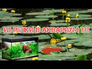 МОЖНО ЛИ ВЫРАЩИВАТЬ ОЗЁРНЫЕ И РЕЧНЫЕ РАСТЕНИЯ В ТРОПИЧЕСКОМ АКВАРИУМЕ???