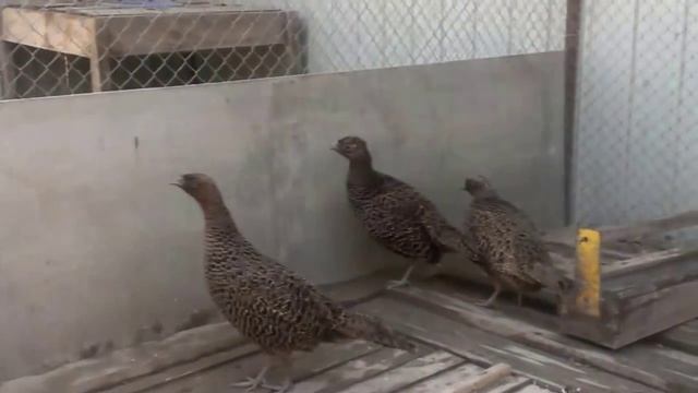 Сумской птичий двор. Разведение и продажа фазанов. смотреть онлайн