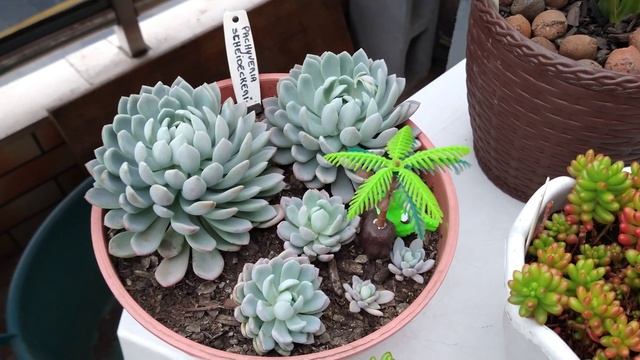 ? Pachyveria Scheideckeri, Echeveria Supreme e Sedum Rubro • Lelis com Amor смотреть онлайн