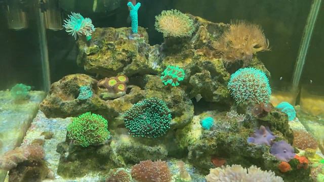 Требуется совет по кораллам для моего морского нано аквариума. смотреть онлайн