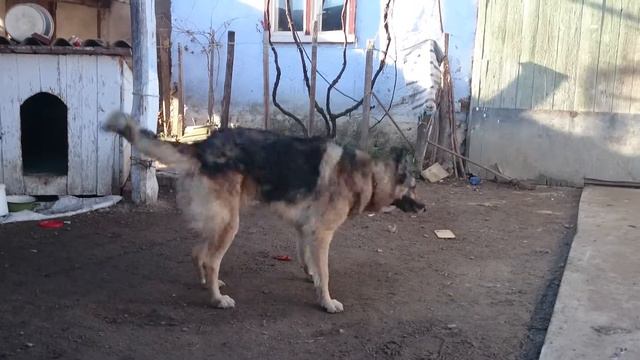 My dog. Metis. смотреть онлайн