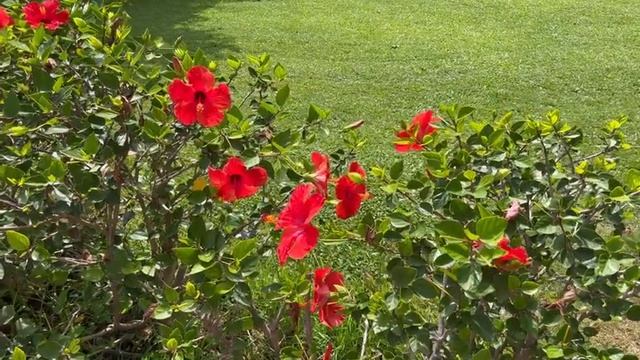 Adora resort hotel. Турция, Белек. Июнь 2023. Семейный влог смотреть онлайн