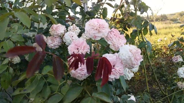 Розы продолжают свое цветение идет рассылка саженцев!!!🌹🌹🌹🌞 смотреть онлайн