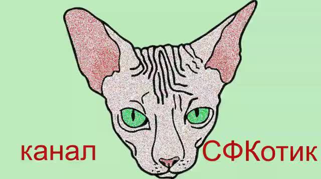 Донской сфинкс . Особенности содержания смотреть онлайн