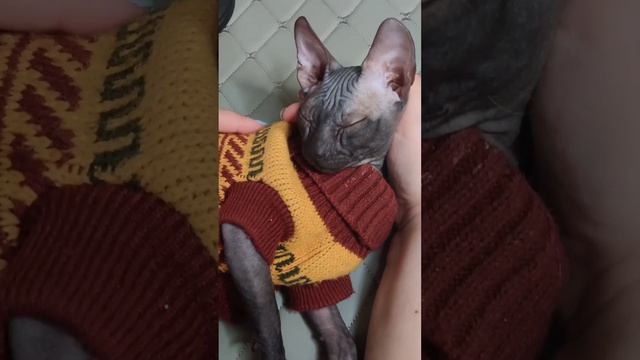 Убаюкиваю кота?Укладываю баи котенка смотреть онлайн