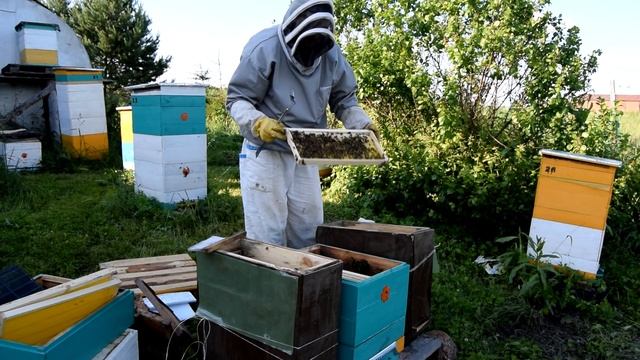 два 100% способа объединения пчелосемей (часть1) смотреть онлайн