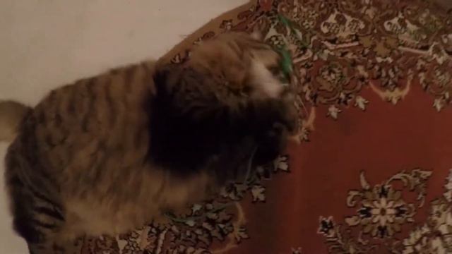 СУМАСШЕДШИЙ ТОЛСТЫЙ КОТ ПО КЛИЧКЕ НЮХ смотреть онлайн