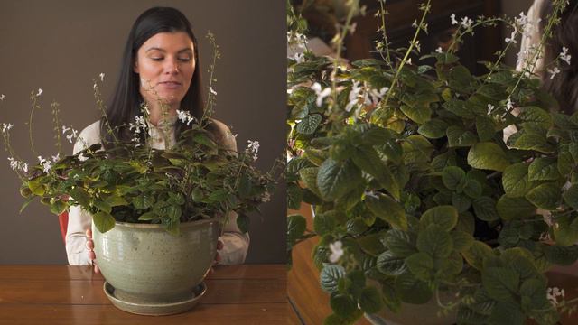 Plectranthus verticillatus **correction: P. ciliatus** (Swedish Ivy) Houseplant Care — 228 of 365 смотреть онлайн