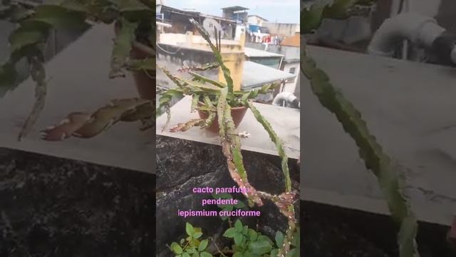 Lepismium cruciforme spiralis o famoso cacto parafuso смотреть онлайн