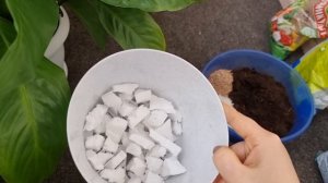 Так Спатифиллум быстро нарастит корни - восстановление перед посадкой в горшок