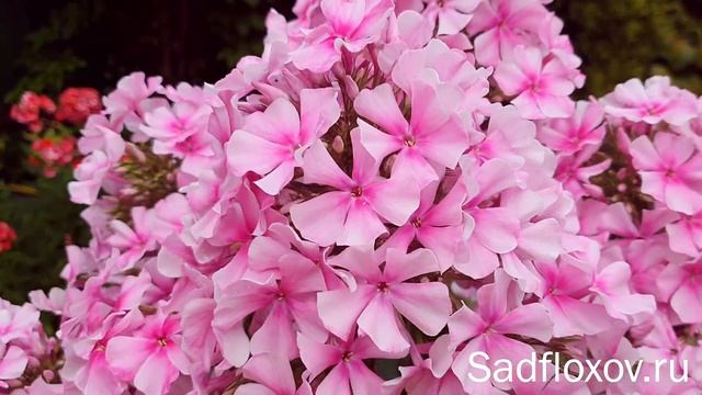 Лучший розовый флокс, флокс Розовый Районант, селекции Павла Гаганова смотреть онлайн