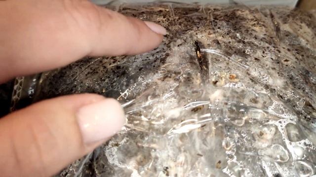 Заражение грибов Вешенки из Wildberries ? Часть 2. смотреть онлайн