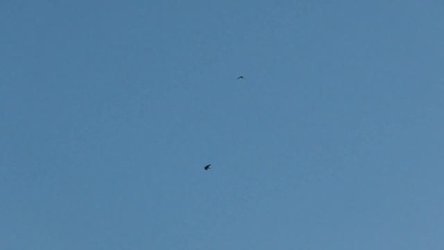 Узбекистанe начал Охотиться сапсан С ноября месяца,теперь будет адреналин по нашему 😃 смотреть онлайн