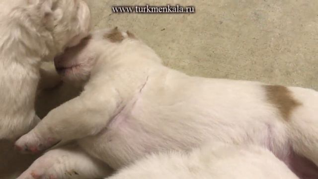 Оставь меня, старушка, я в печали!.. Щеночки играют смотреть онлайн