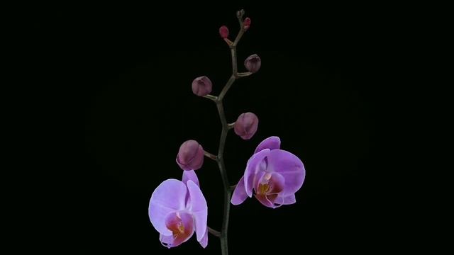SAXOPHONE, Beautiful Flowers, САКСОФОН, красивые цветы, МУЗЫКА ДЛЯ ДУШИ, для романтики, для отдыха