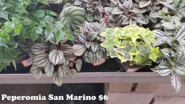 Plant Shopping at Home Depot || Houseplant Shopping Big Box Stores || 2021 Houseplant Shopping смотреть онлайн