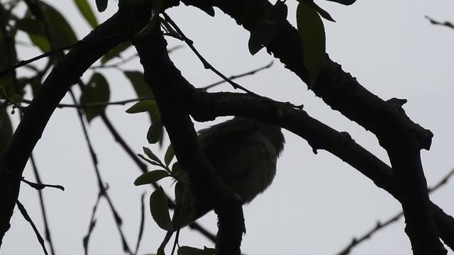 Звуки/пение/голоса птиц: соловей смотреть онлайн