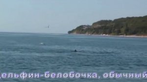 Джубга свет, Джубга рай