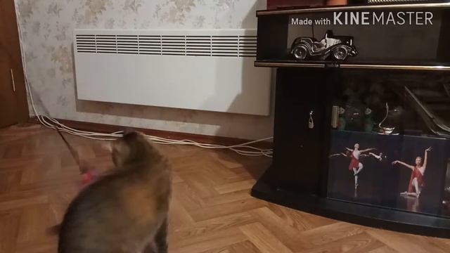 Кошка прыгает и смешно машет лапками! смотреть онлайн