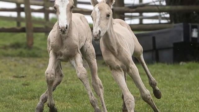 Владелица не поверила своим глазам, когда поняла, что родила ее лошадь! смотреть онлайн