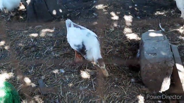 ВЫРАЩИВАНИЕ БРОЙЛЕРОВ Схема пропойки цыплят бройлеров антибиотиками и витаминами с первых дней жизн