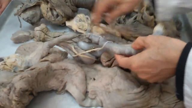 Анатомия половых органов смотреть онлайн
