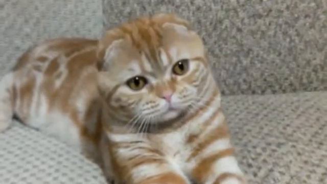 Кот Элвис смотреть онлайн