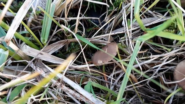 Strobilurus esculentus, January 2020 смотреть онлайн