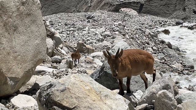 Туры Цейский ледник Северная Осетия Кавказ 6 авг 2021 г смотреть онлайн