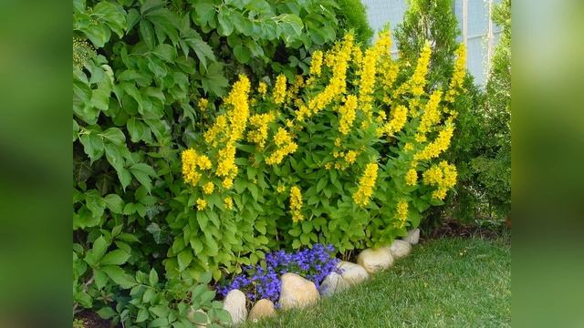 Вербейник в ландшафтном дизайне смотреть онлайн