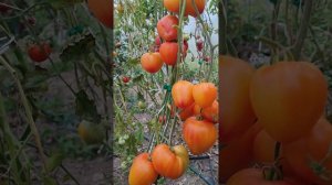 Минусинский слон оранжевый