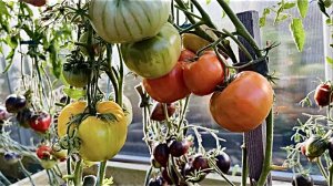 Томаты Павлинье перо, Сахарный пудовичок, Сердце Марши, Шайба и Шоколадный заяц в моей теплице.